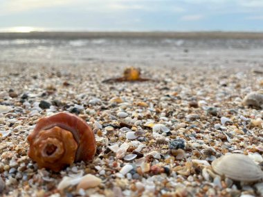 Sahilde deniz kabuğu