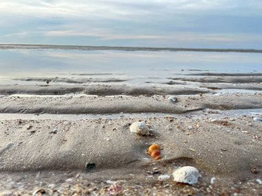 Sahilde deniz kabuğu