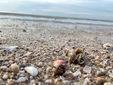 Sahilde deniz kabuğu