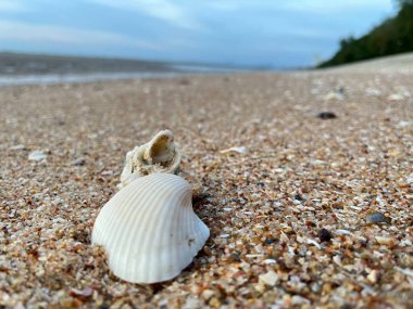 Sahilde deniz kabuğu