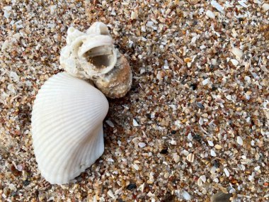 Sahilde deniz kabuğu