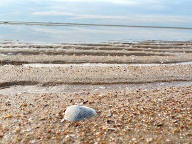 Sahilde deniz kabuğu