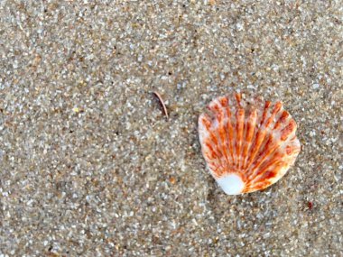 Sahilde deniz kabuğu