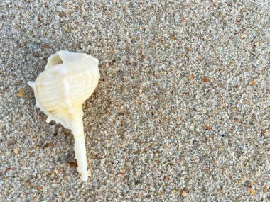 Sahilde deniz kabuğu