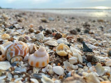 Sahilde deniz kabuğu