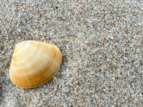 Sahilde deniz kabuğu