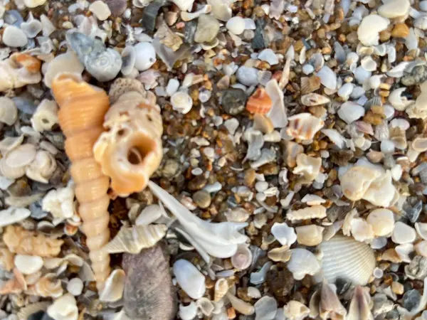 Sahilde deniz kabuğu