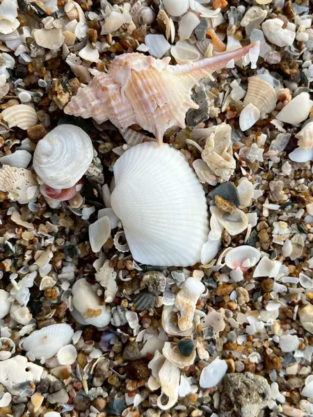 Sahilde deniz kabuğu