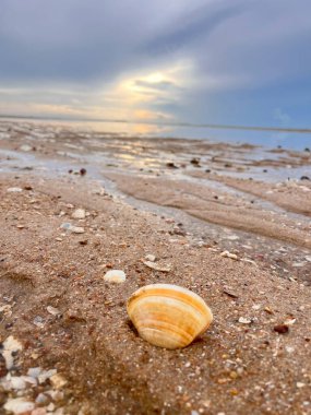  Deniz kabuğu ve kumsal sabah