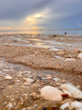  Deniz kabuğu ve kumsal sabah