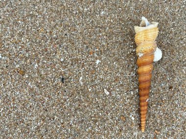  Deniz kabuğu ve kumsal sabah