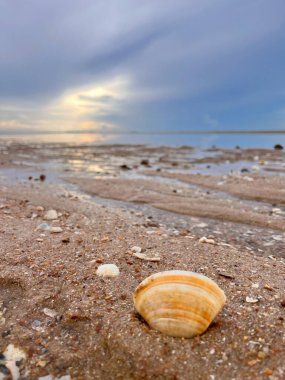  Deniz kabuğu ve kumsal sabah