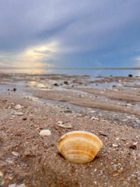 Deniz kabuğu ve kumsal sabah