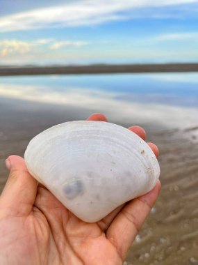  Deniz kabuğu ve kumsal sabah
