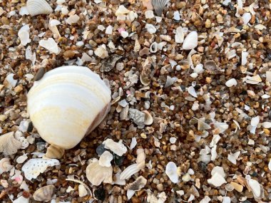  Deniz kabuğu ve kumsal sabah