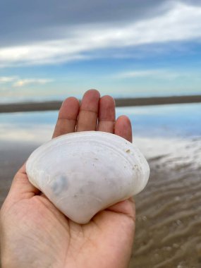  Deniz kabuğu ve kumsal sabah