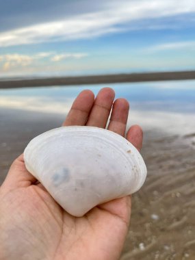  Deniz kabuğu ve kumsal sabah