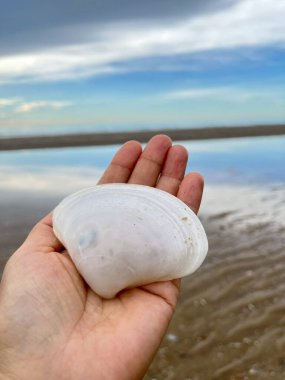  Deniz kabuğu ve kumsal sabah