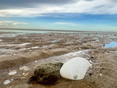  Deniz kabuğu ve kumsal sabah