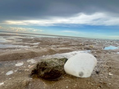  Deniz kabuğu ve kumsal sabah