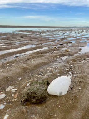  Deniz kabuğu ve kumsal sabah