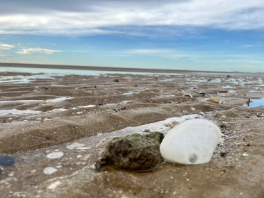  Deniz kabuğu ve kumsal sabah