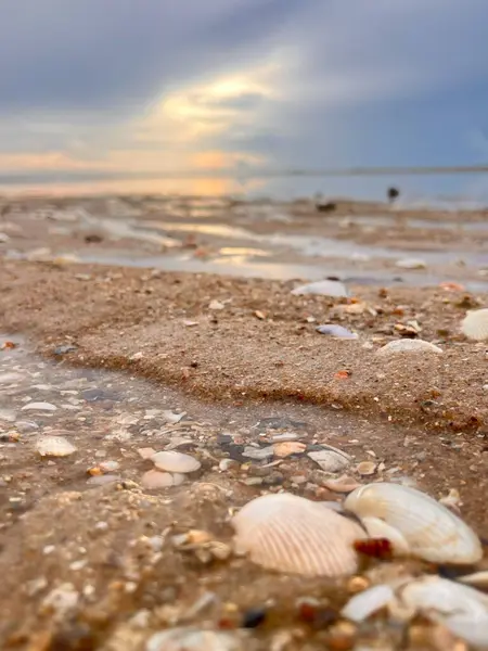  Deniz kabuğu ve kumsal sabah