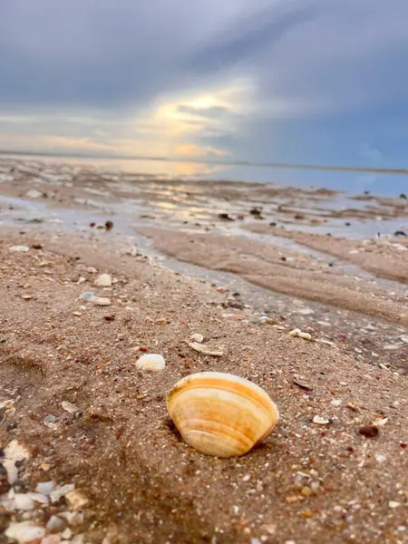  Deniz kabuğu ve kumsal sabah