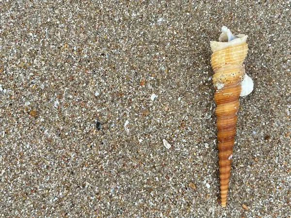  Deniz kabuğu ve kumsal sabah