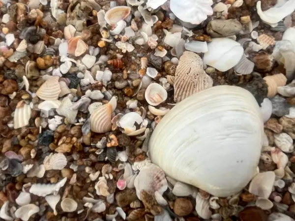  Deniz kabuğu ve kumsal sabah