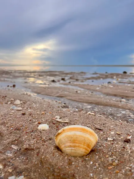  Deniz kabuğu ve kumsal sabah