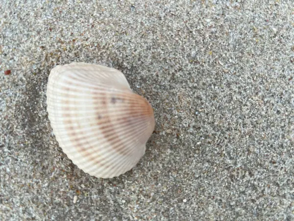  Deniz kabuğu ve kumsal sabah