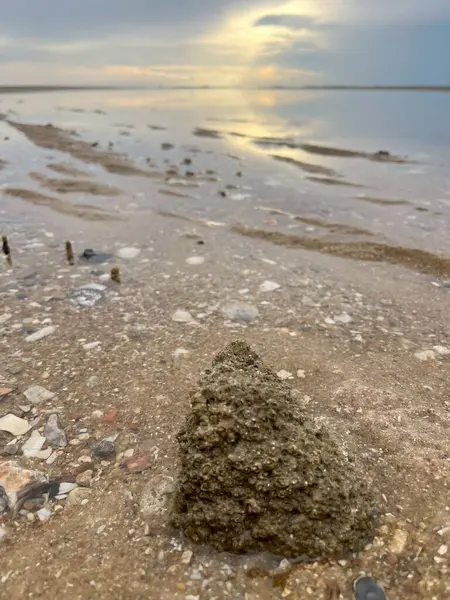  Deniz kabuğu ve kumsal sabah