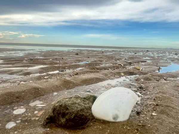  Deniz kabuğu ve kumsal sabah