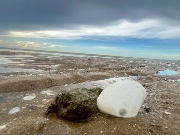  Deniz kabuğu ve kumsal sabah