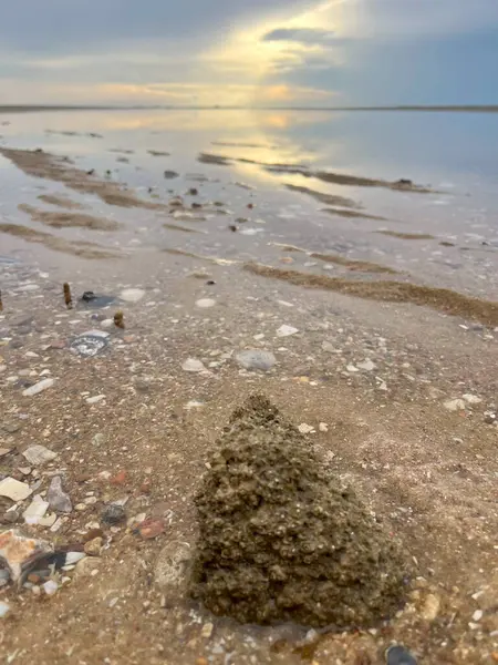  Deniz kabuğu ve kumsal sabah