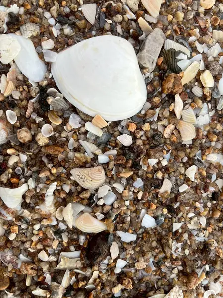  Deniz kabuğu ve kumsal sabah