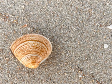 : deniz kabuğu kumların üzerinde