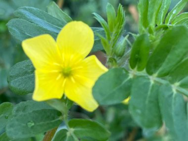 Bahçedeki sarı çiçek