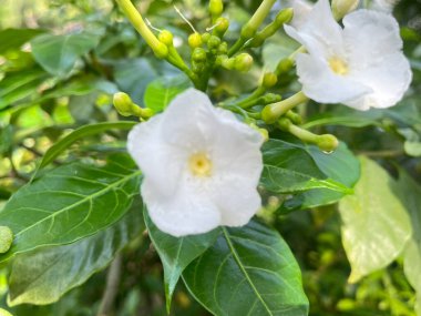 Bahçedeki beyaz çiçek