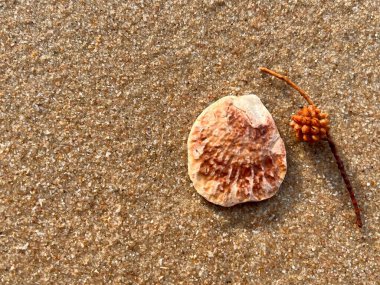 deniz kabuğu kumların üzerinde