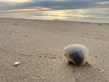 deniz kabuğu kumların üzerinde