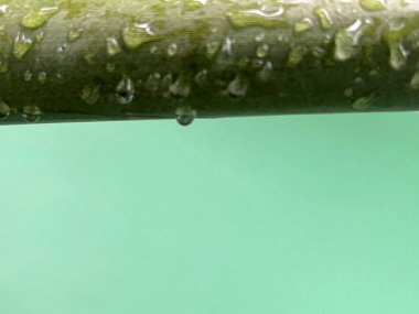 Su yeşil yaprağa düşer.