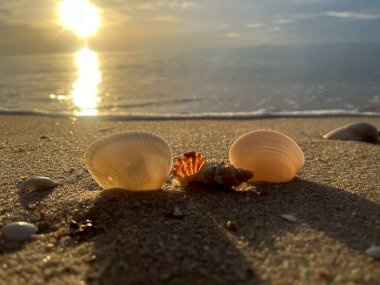 Sahilde deniz kabuğu