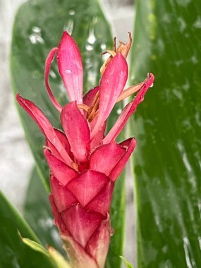 Su damlalı kırmızı çiçek