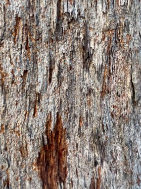  Yaşlı ağaç kabuğu.