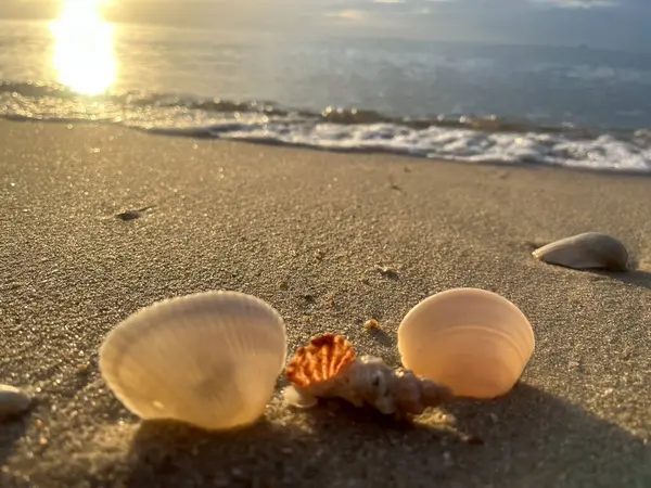 Sahilde deniz kabuğu