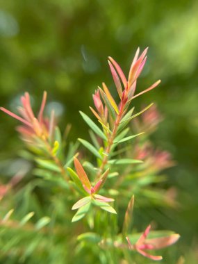  Yeşil yaprakların yakın plan, doğal bulanık arkaplan