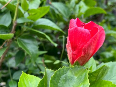 Kırmızı bir amber çiçeğinin yakın çekimi