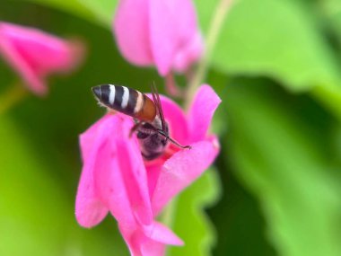 Pembe çiçekli arı